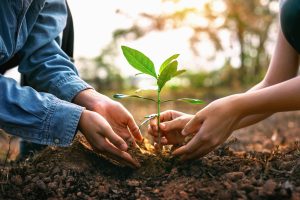 Hands from two people planting a tree together...concept for Green Spa Network