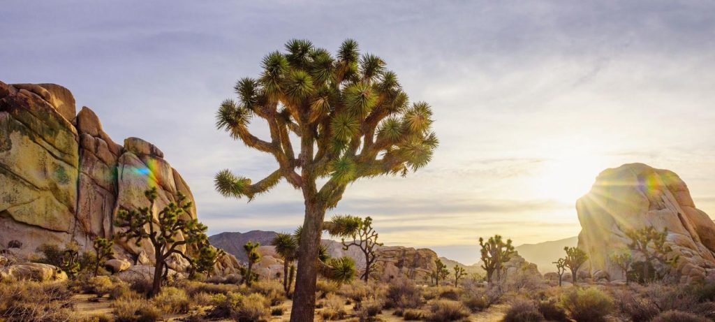 Joshua Tree